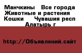 Манчкины - Все города Животные и растения » Кошки   . Чувашия респ.,Алатырь г.